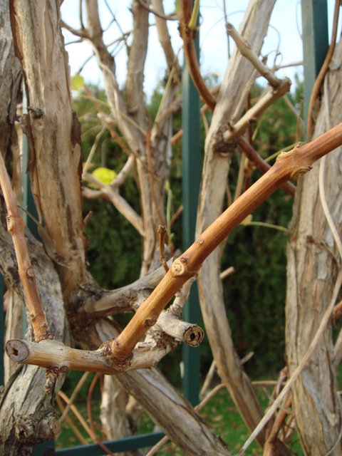 Campsis radicans rameaux